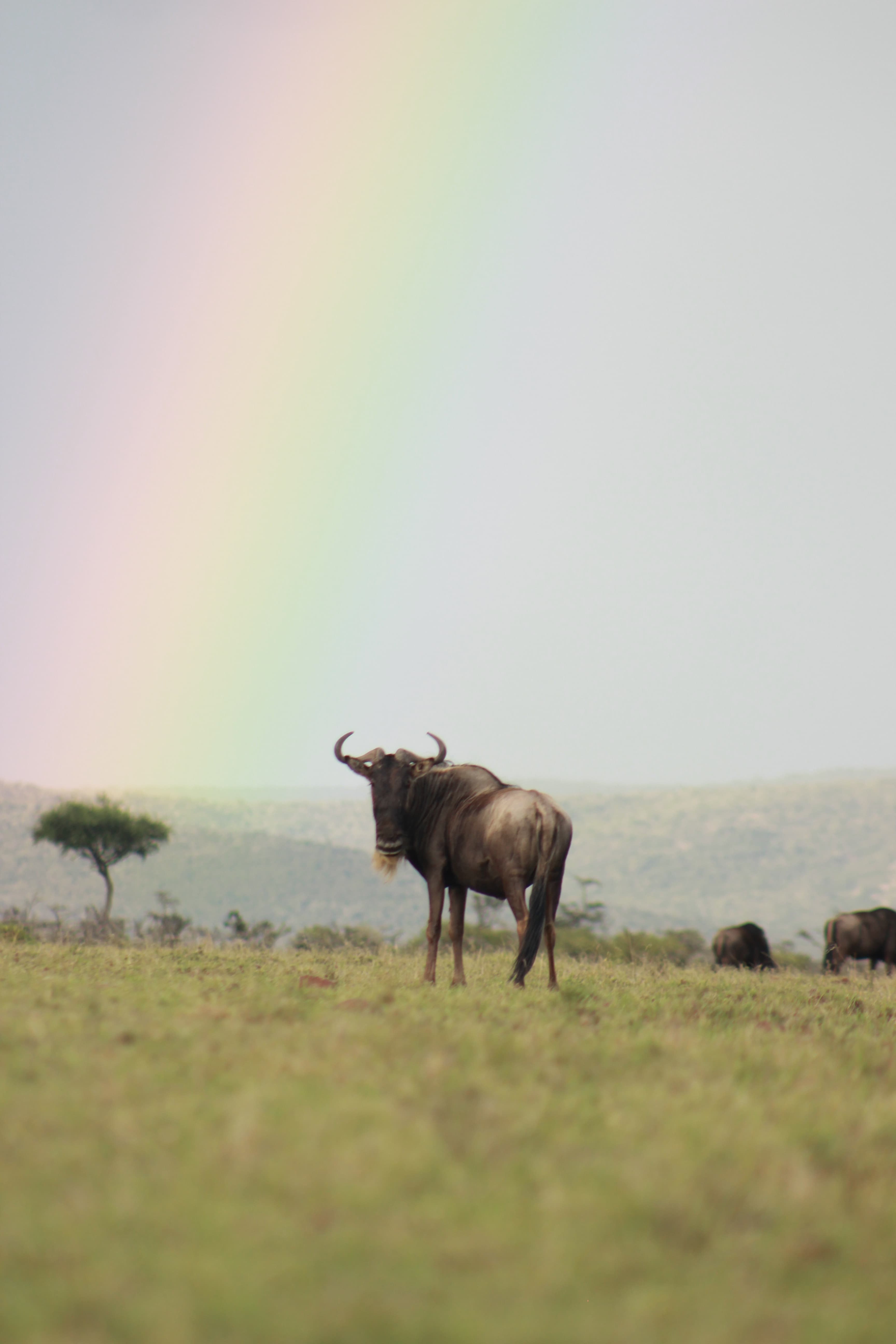 East African safari landscape