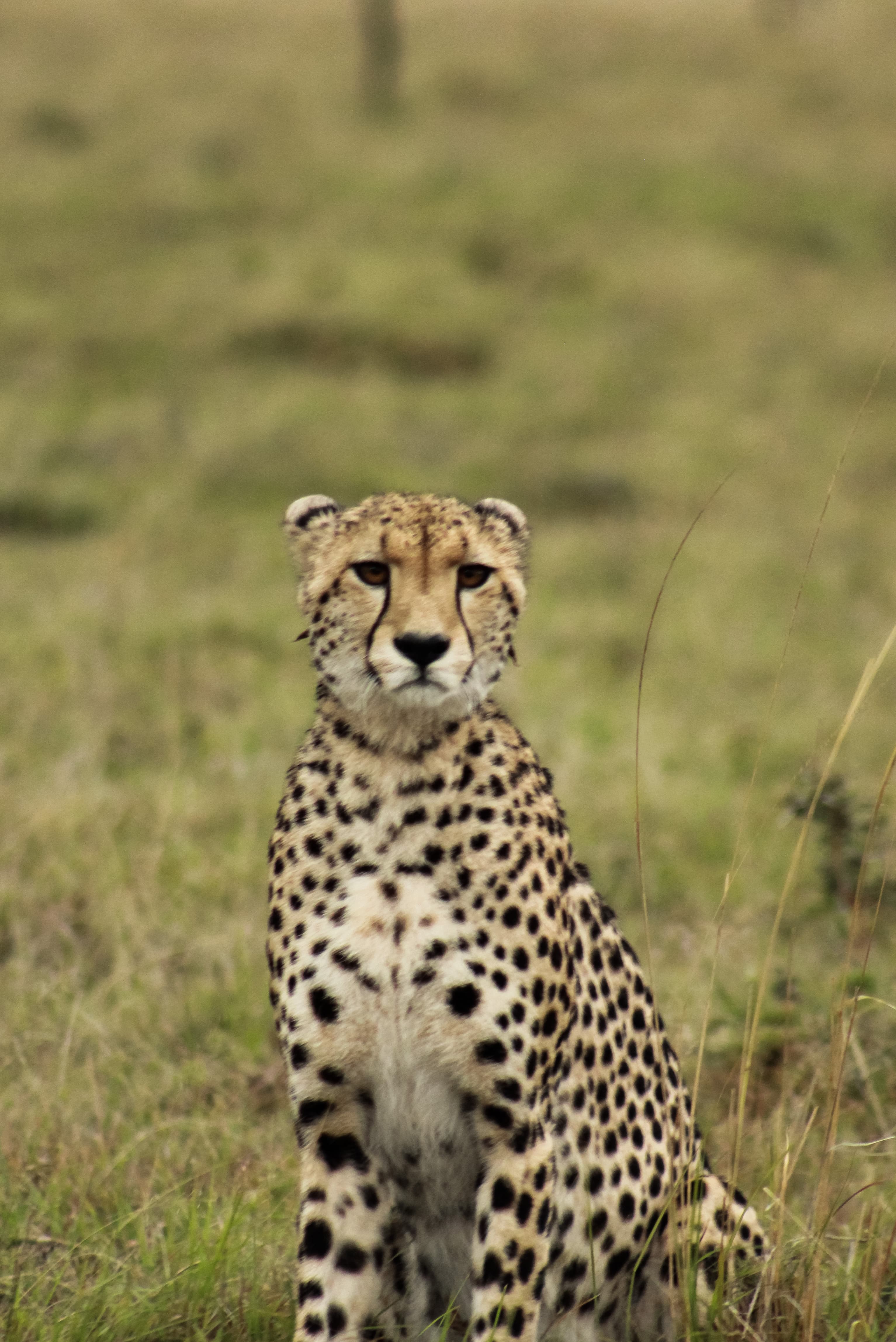 Wildlife Safaris