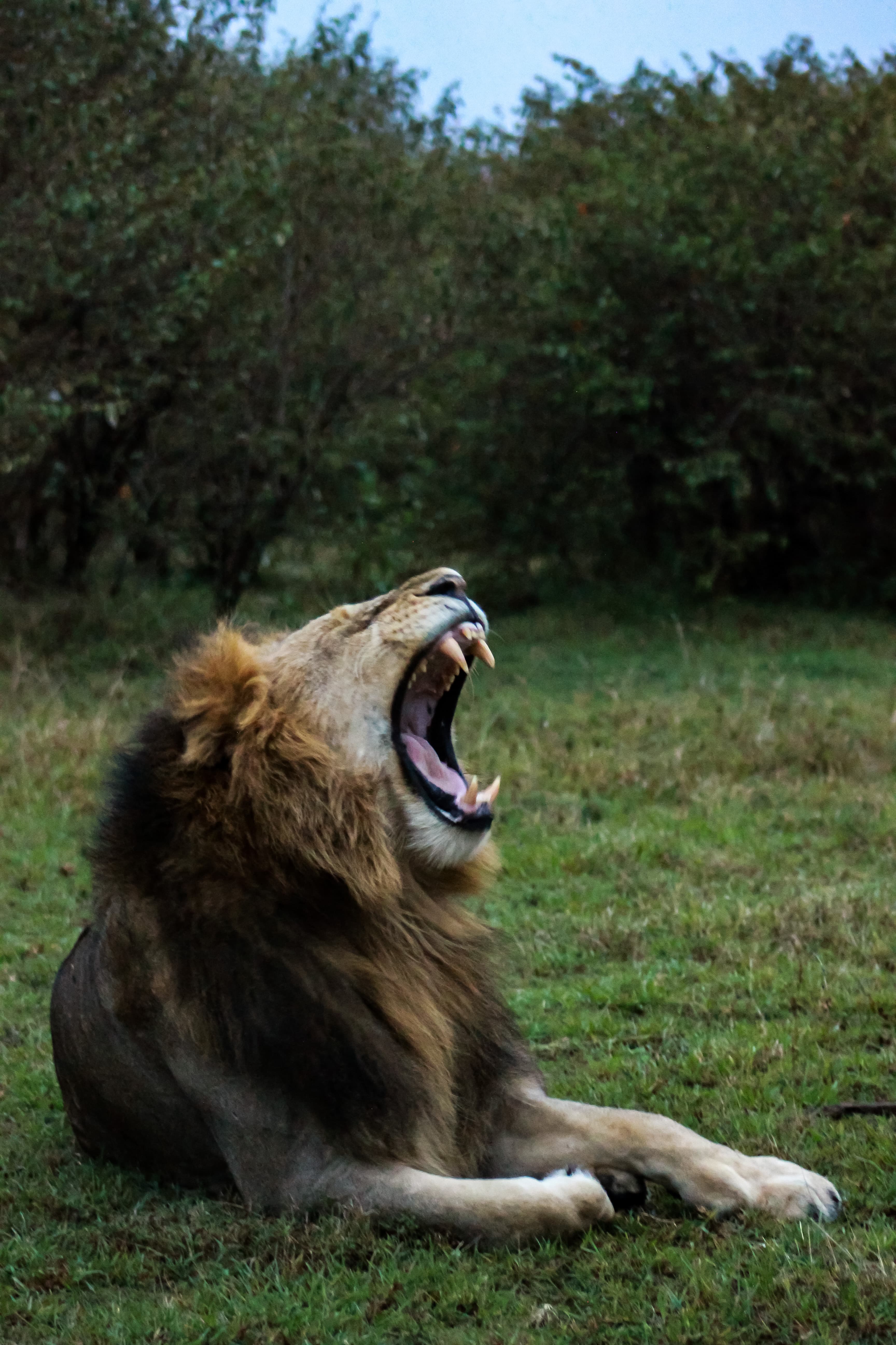 Wildlife and landscape of East Africa