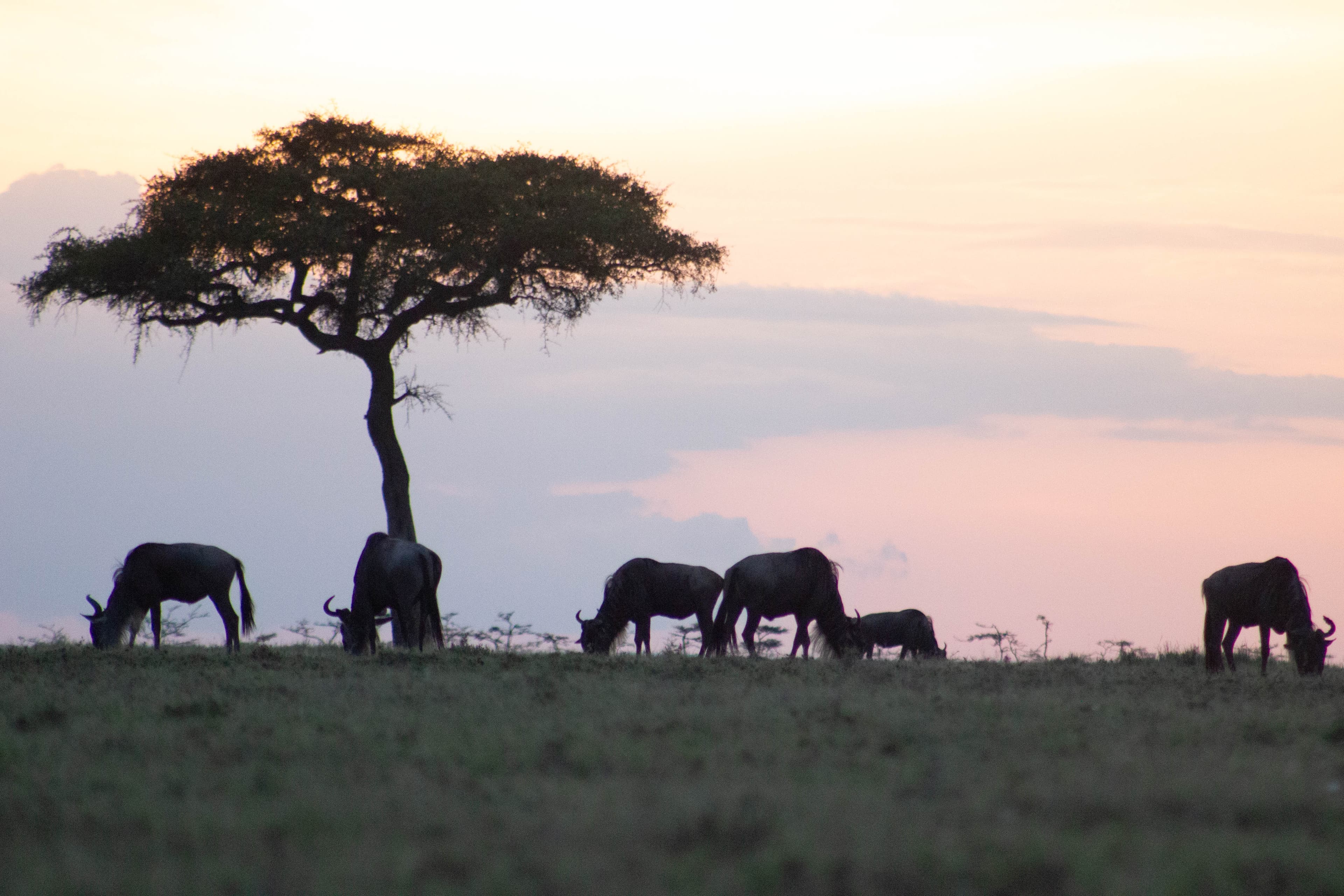 East African safari landscape