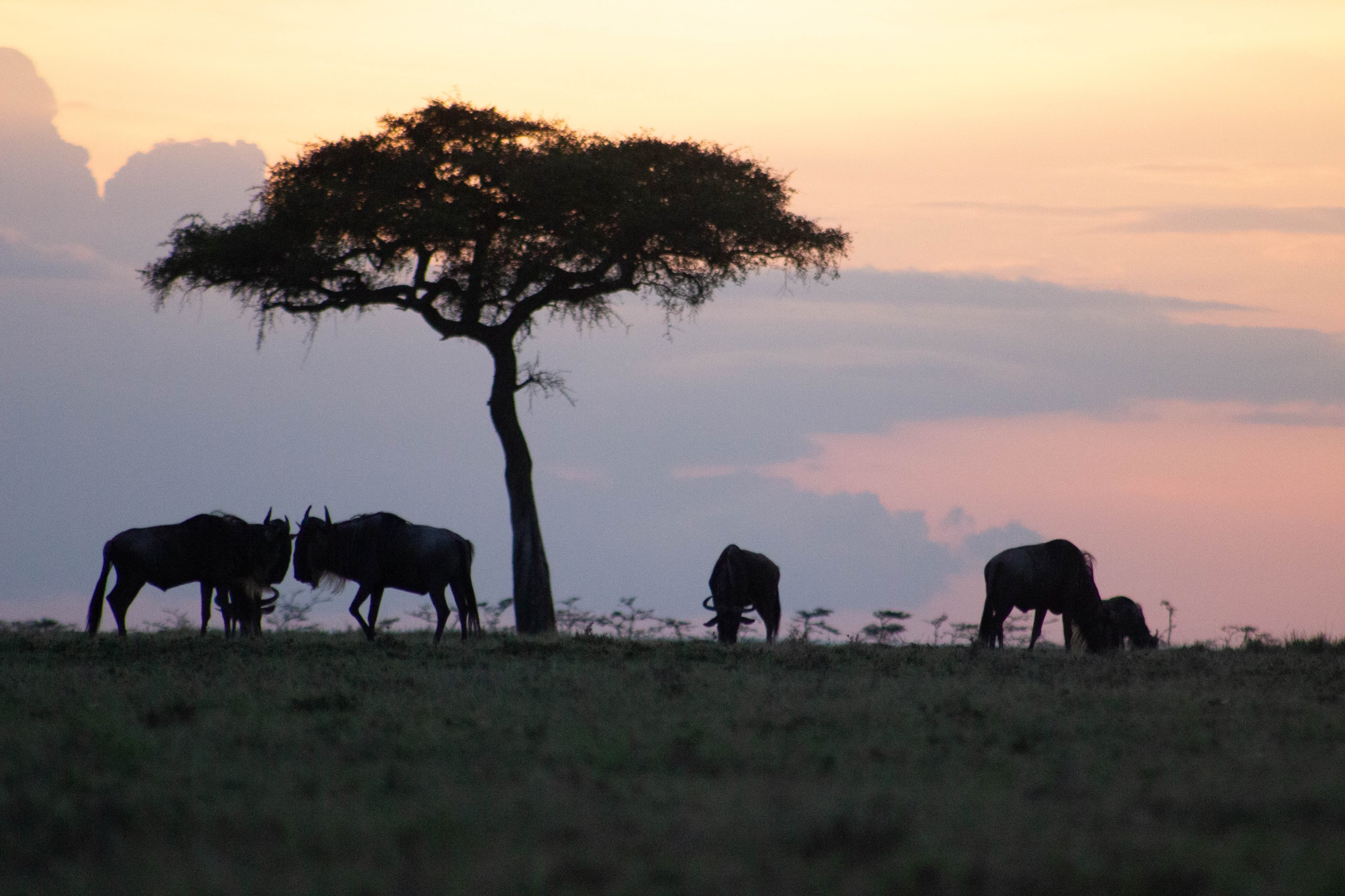 East African safari experience