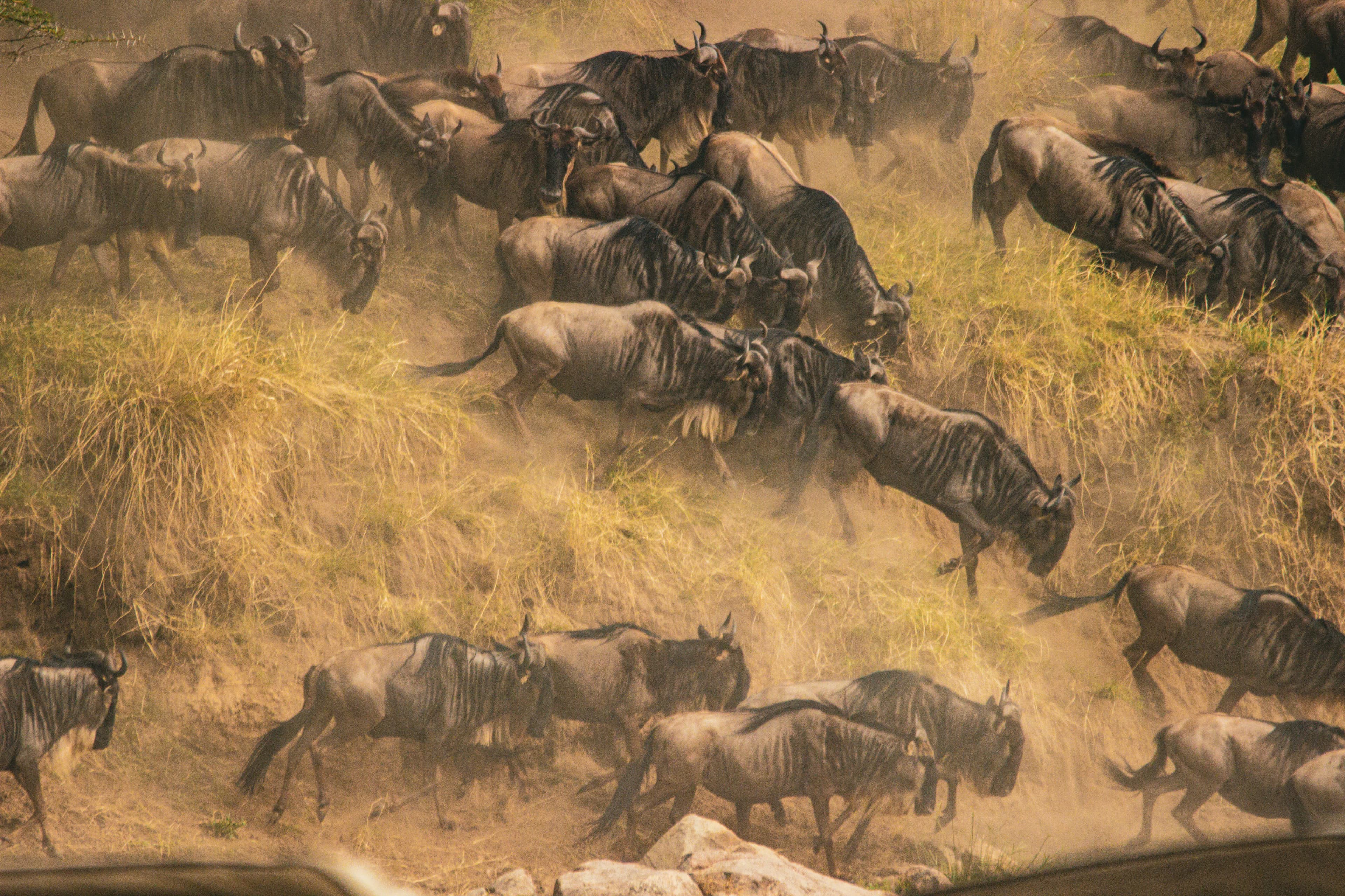 Wildlife across an East African landscape