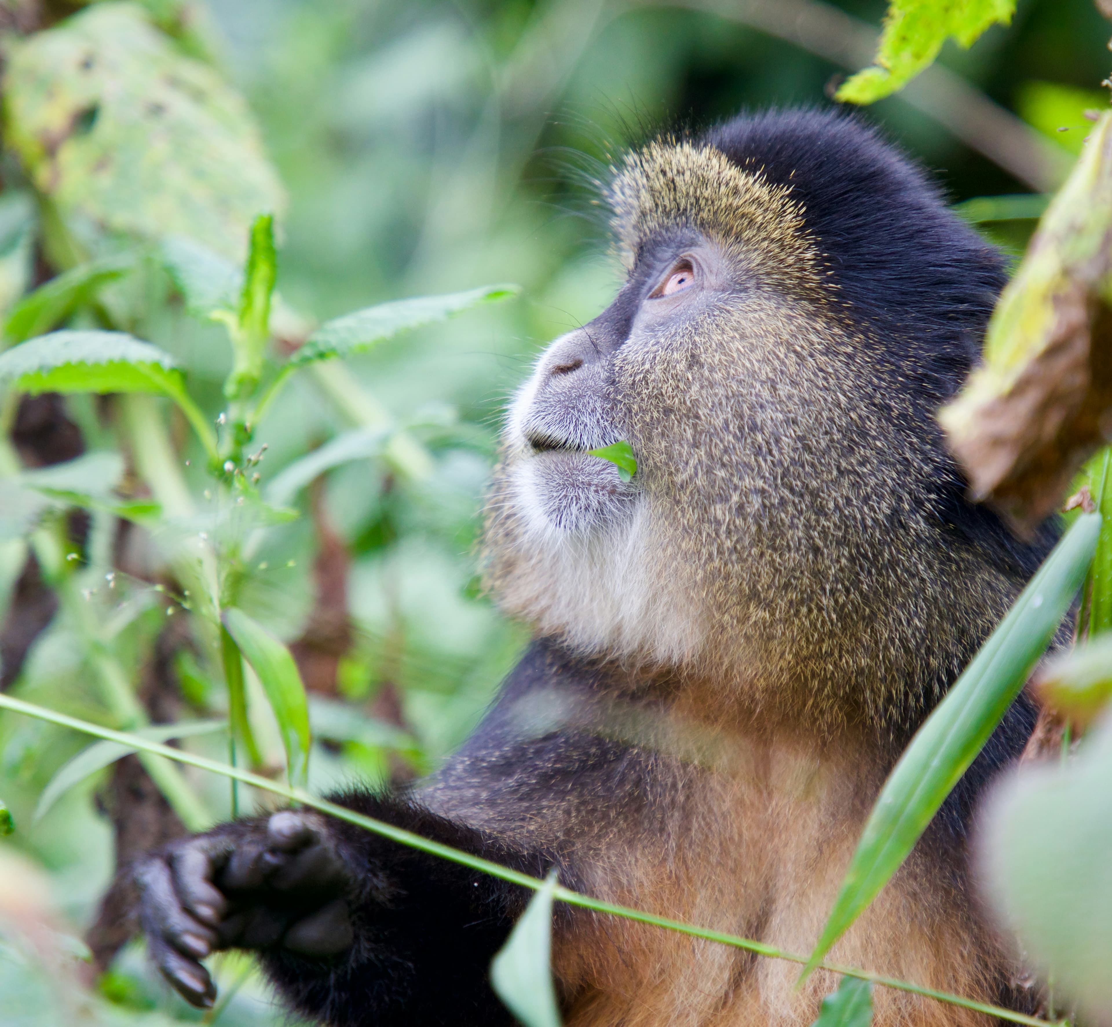 Rwanda
