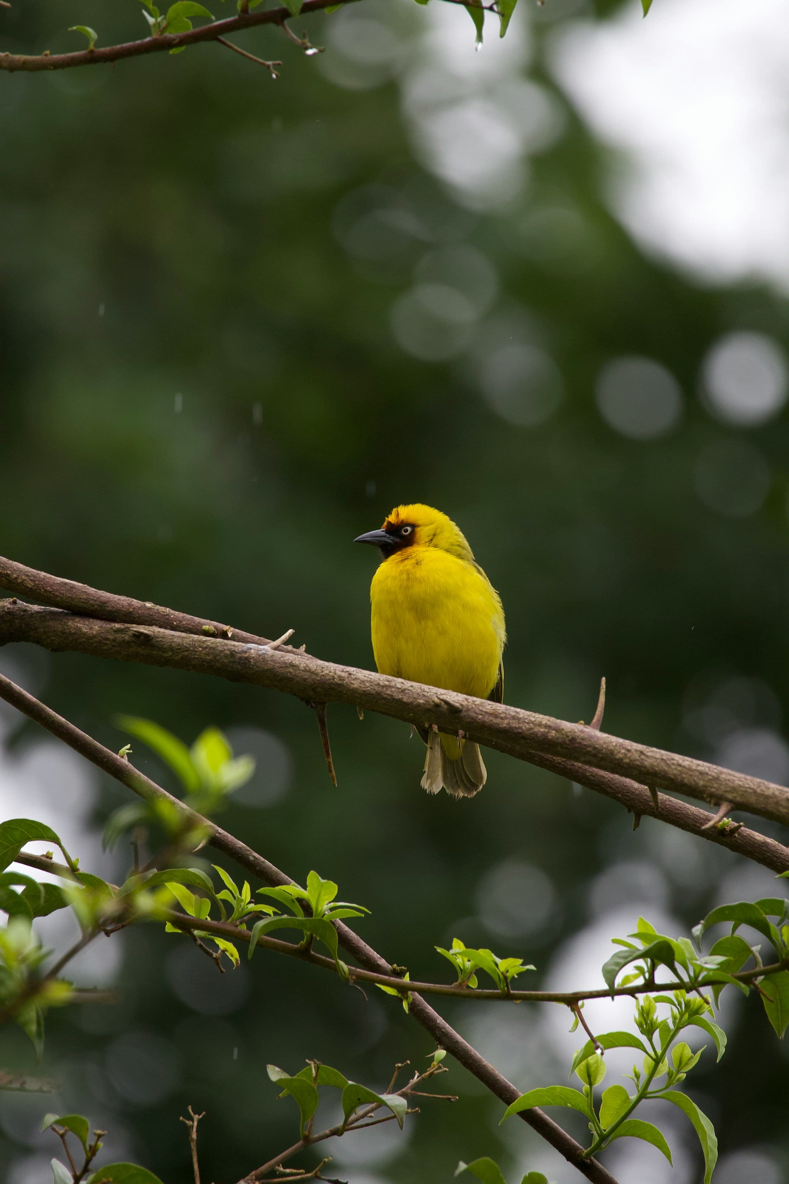 Uganda
